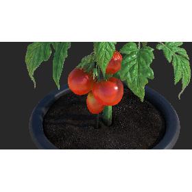 3D model Red Tomato Plant Grown Pot